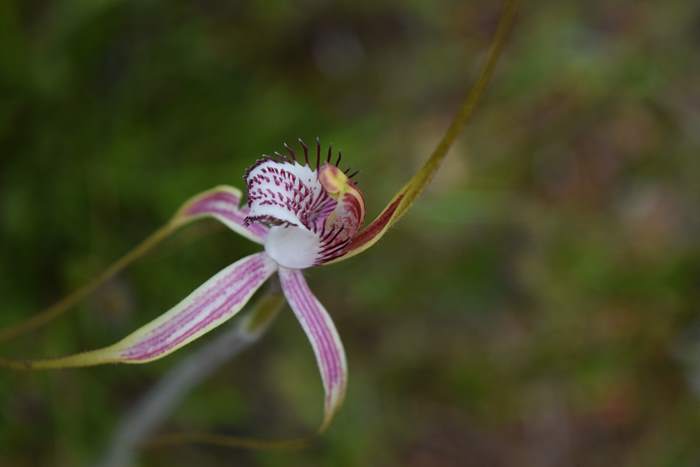 Caladenia - Orchid-spider-0034.JPG